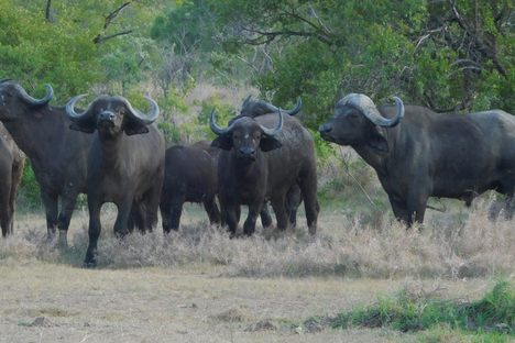 Buffaloes