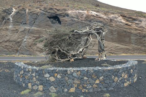 Monumento a la Sabina de El Hierro