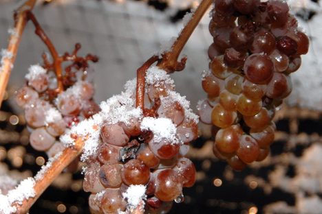 Once grapes freeze on the vine, there's only a narrow window of time to press them.