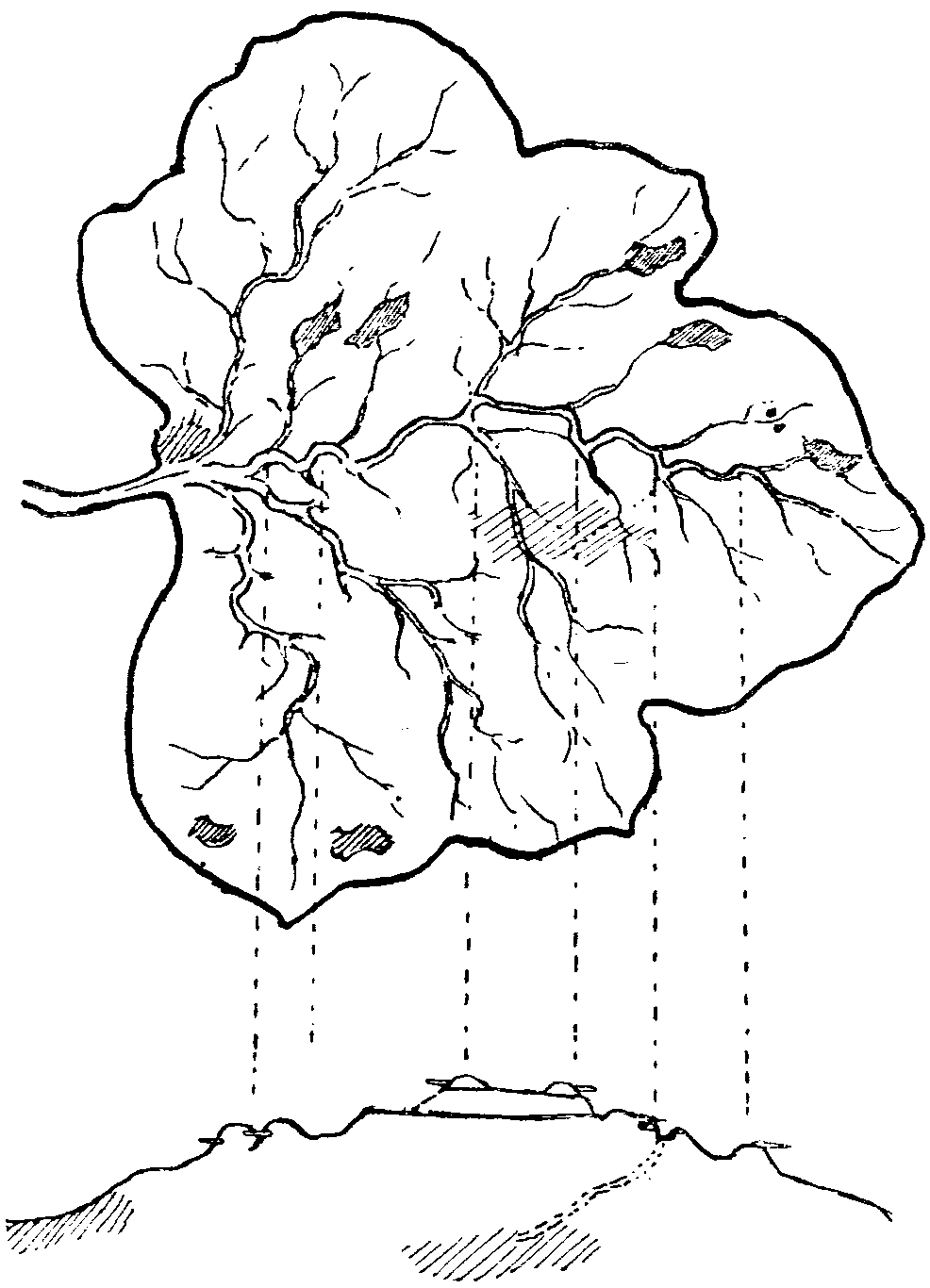 Baden-Powell hid a map on this leaf