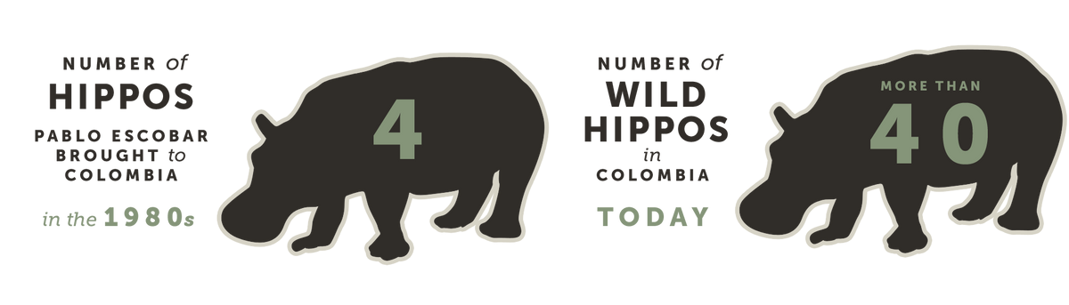 Number of Hippos Pablo Escobar Brought to Colombia in the 1980s, and How Many There Are Today