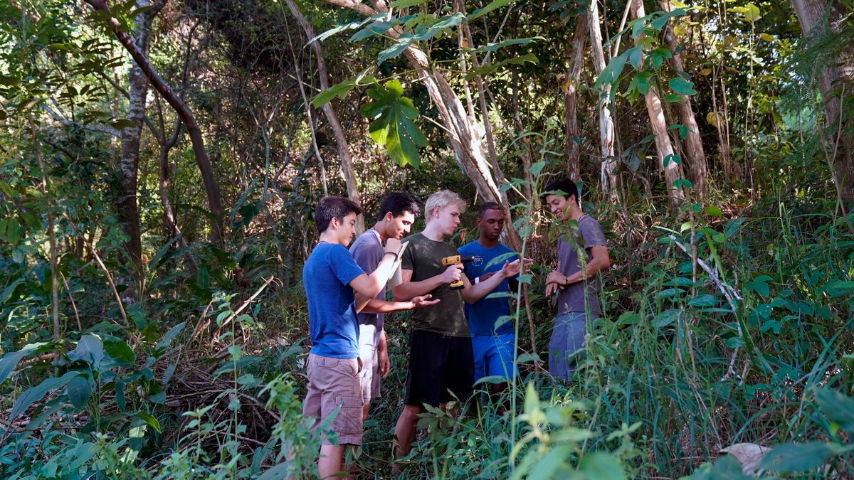 During the pandemic, five curious high school students accidentally discovered—with a slingshot—how <em>Azteca</em> ants respond to damage to their host trees.