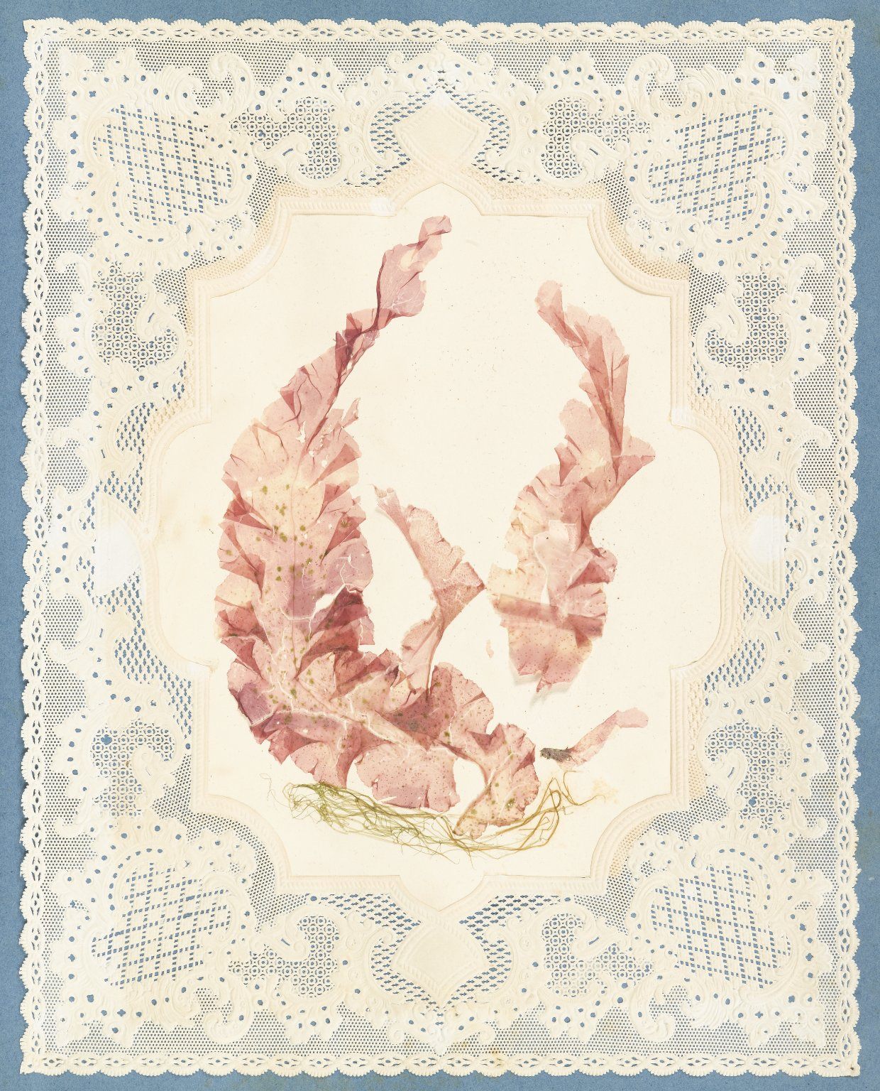 victorian seaweed scrapbook