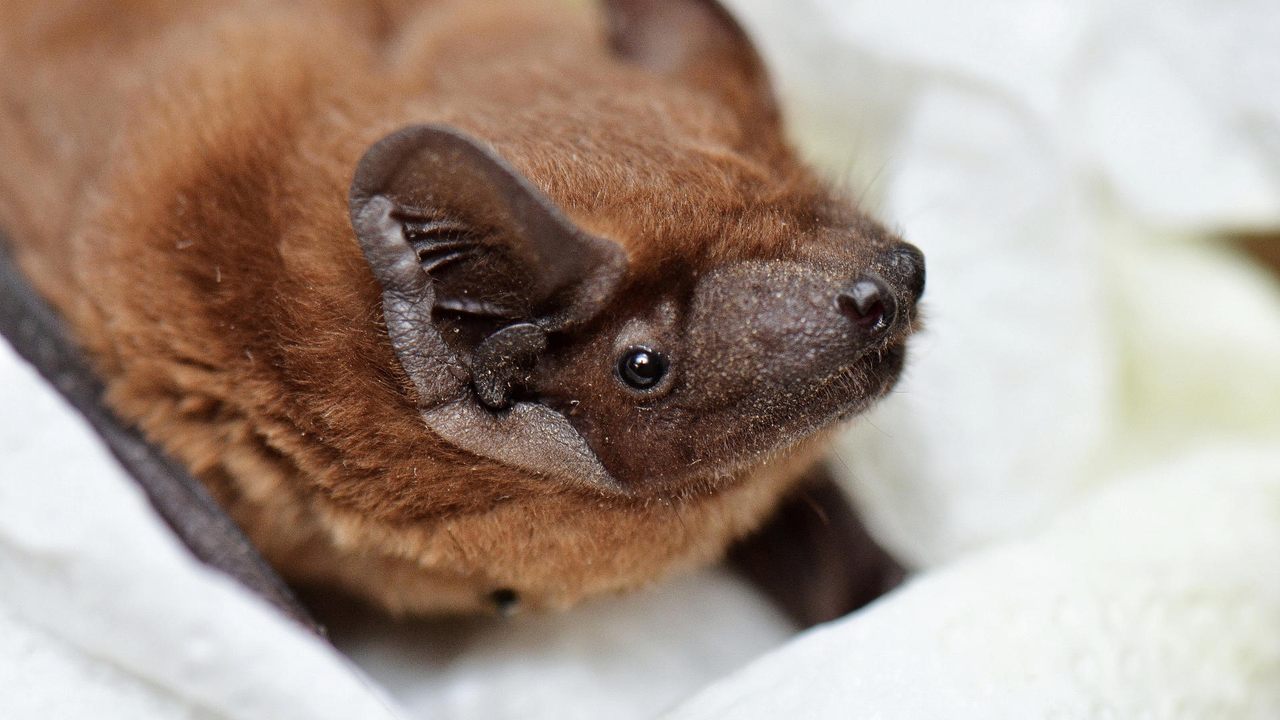 A common noctules bat, <em>Nyctalus noctula</em>, rescued in Ukraine.