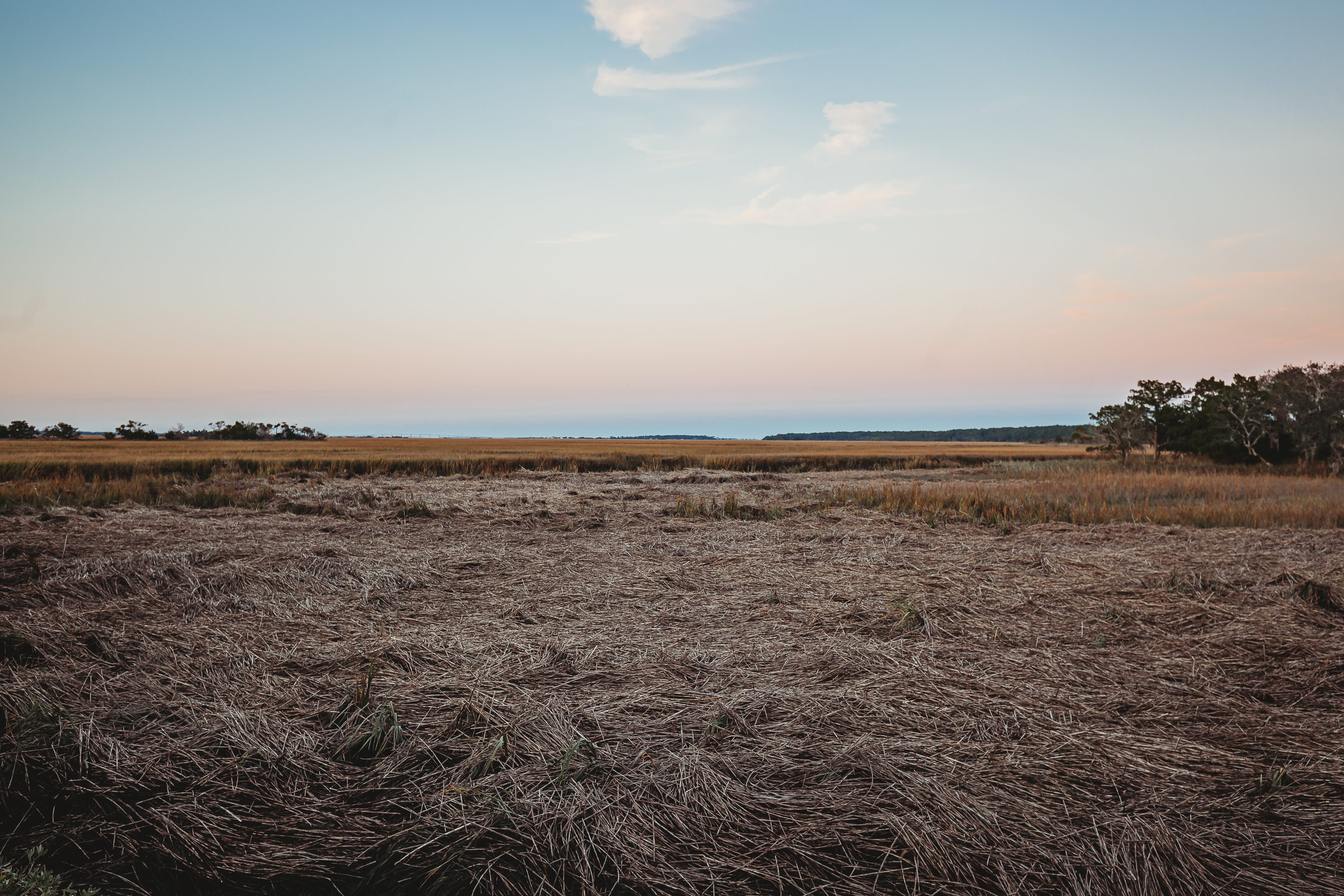 A carpet of reeds after a high tide.