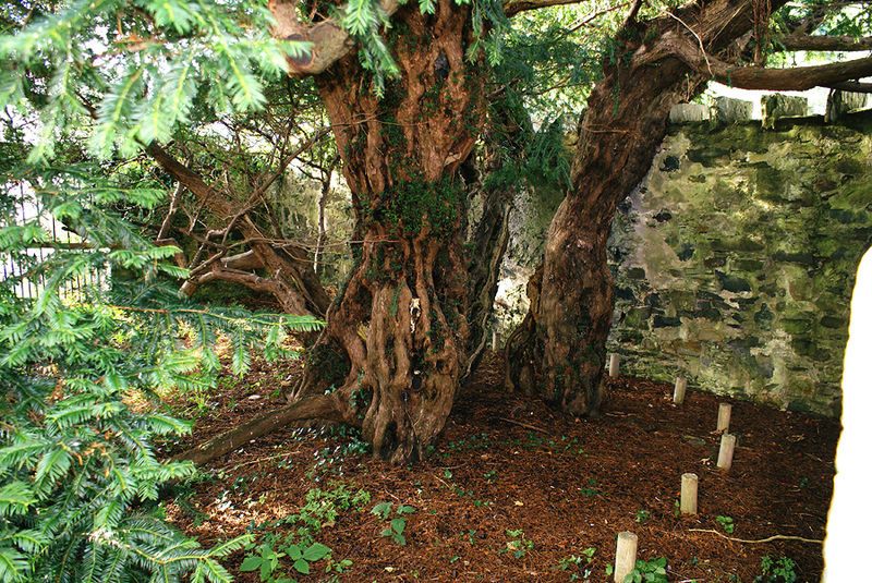 The split trunk of the very, very old yew.