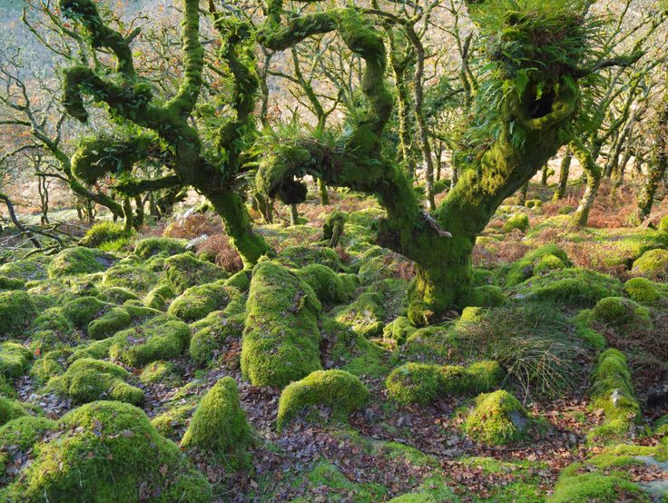 Moss-covered oak trees of Wistman's Woods