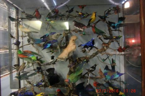 TWEET TWEET