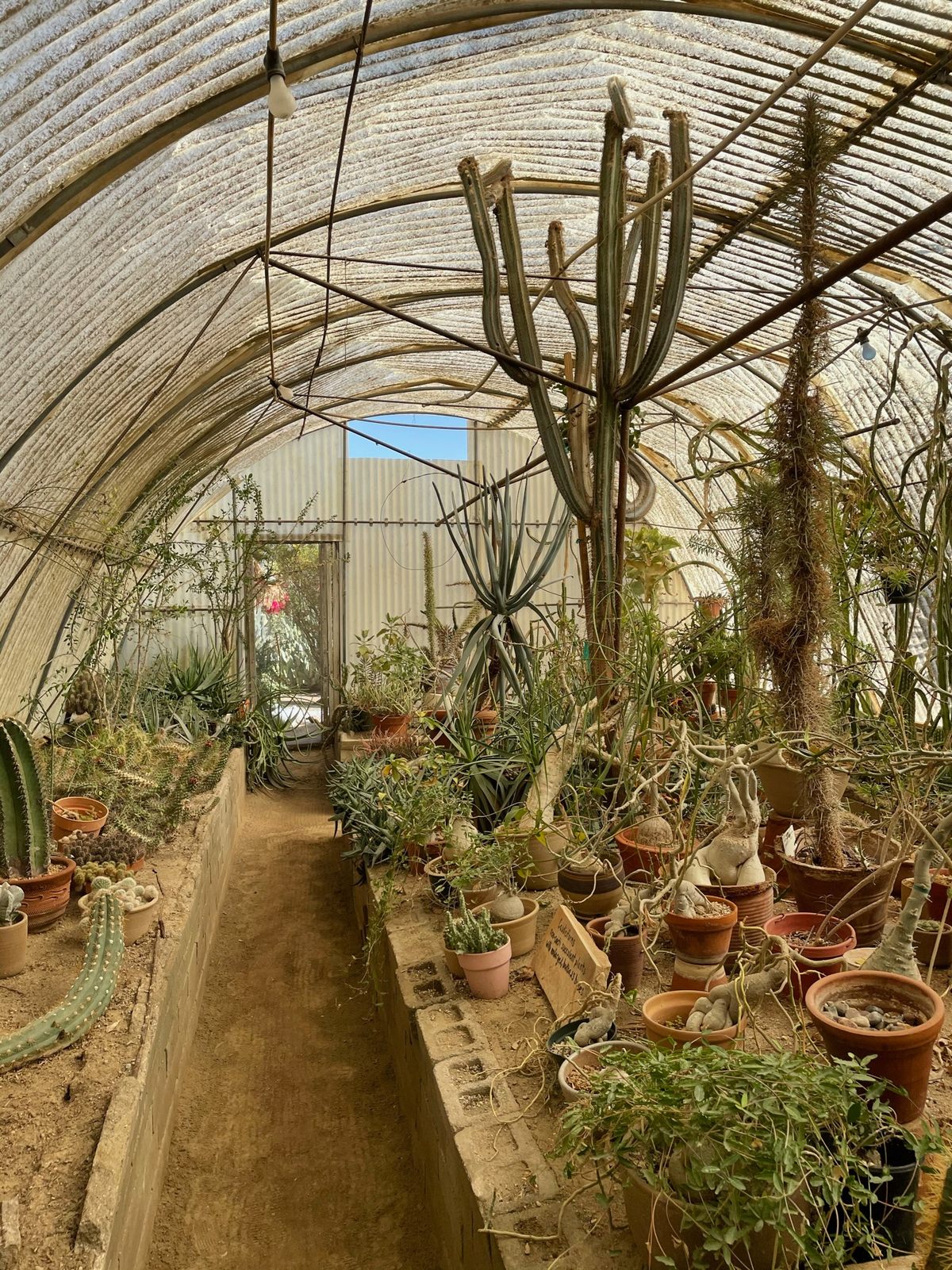 Moorten Botanical Garden and Cactarium – Palm Springs, California ...
