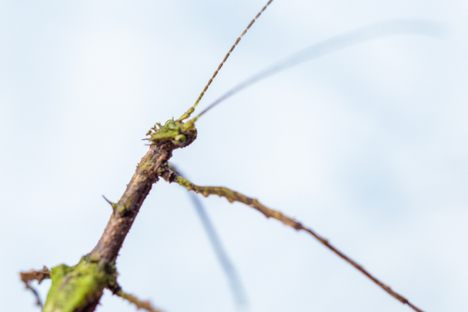 New Phasmid from Expedition Panama