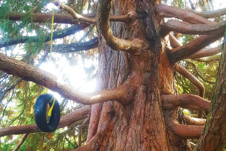 Cambie Climbing Tree.