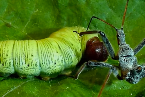 Watch This Assassin Bug Take Down an Unsuspecting Caterpillar Twice Its Size