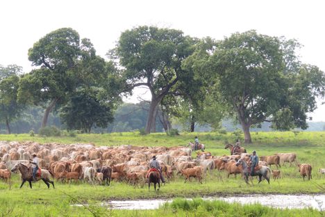Pantaneiros are rounded up to be returned to the farm for milking and health checks in Aquidauana, Brazil.