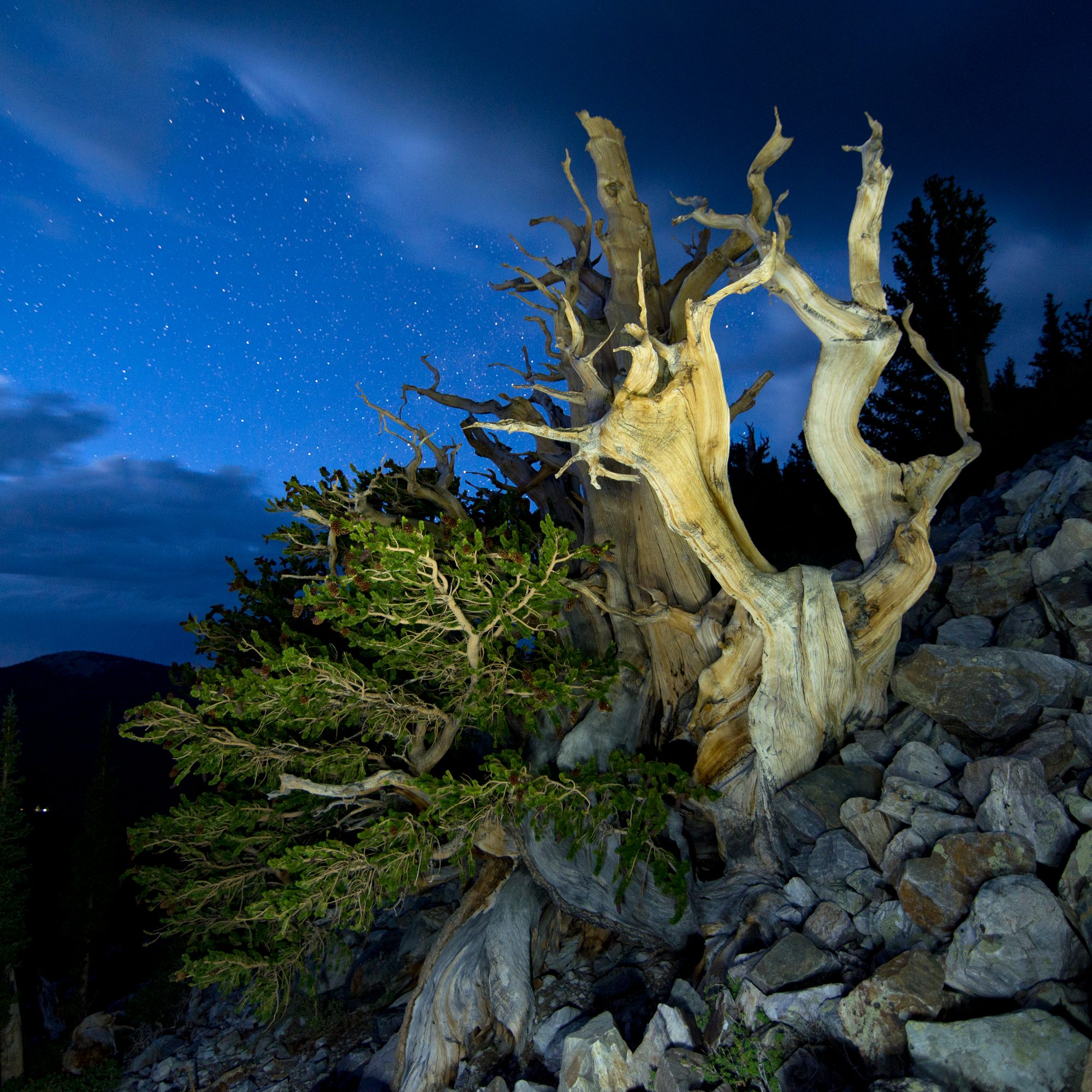 Great Basin bristlecone pine tree.