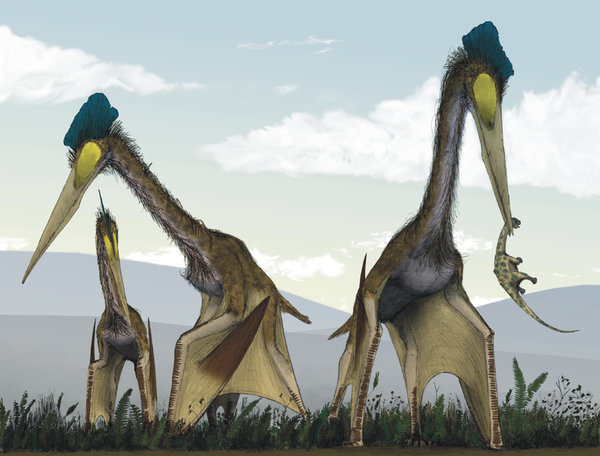 Pteranodon was a giant flying reptile which lived during