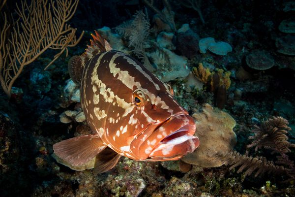 A Nassau grouper off the coast of Cuba.