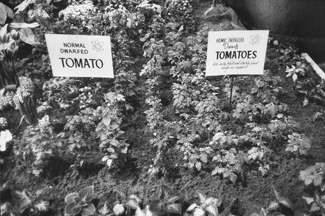 A 1961 "Atomic Garden" showing tomatoes that have been atomically energized.