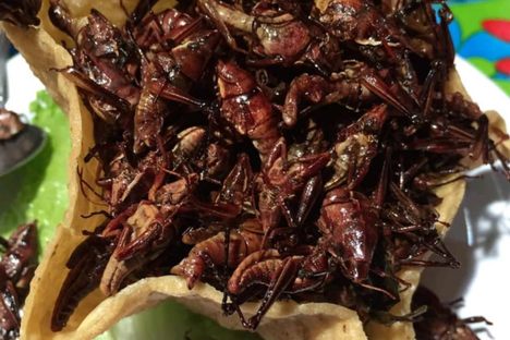 Chapulines