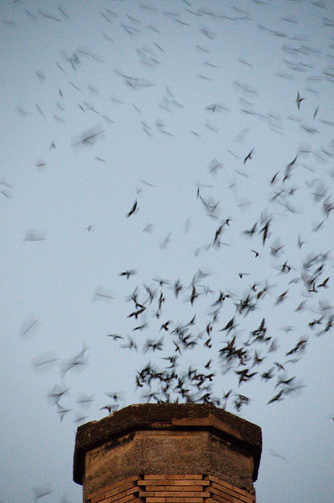 The flock swirling into the school chimney to roost for the night. 
