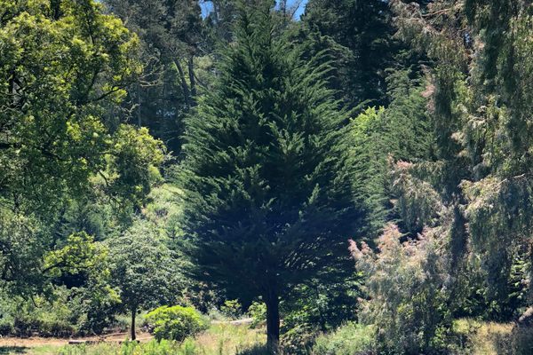 PA Hemlock planted with dirt from the grave of America’s favorite fighting Frenchman 