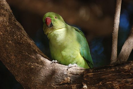 India's parrots are in the midst of a grand heist. 