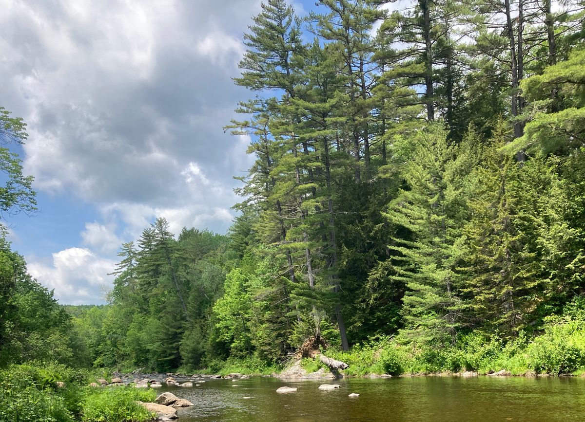 White pines at The Hermitage National Natural Landmark in Maine.