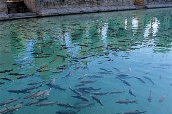 Urfa - Balikli Lake (Sacred Lake)