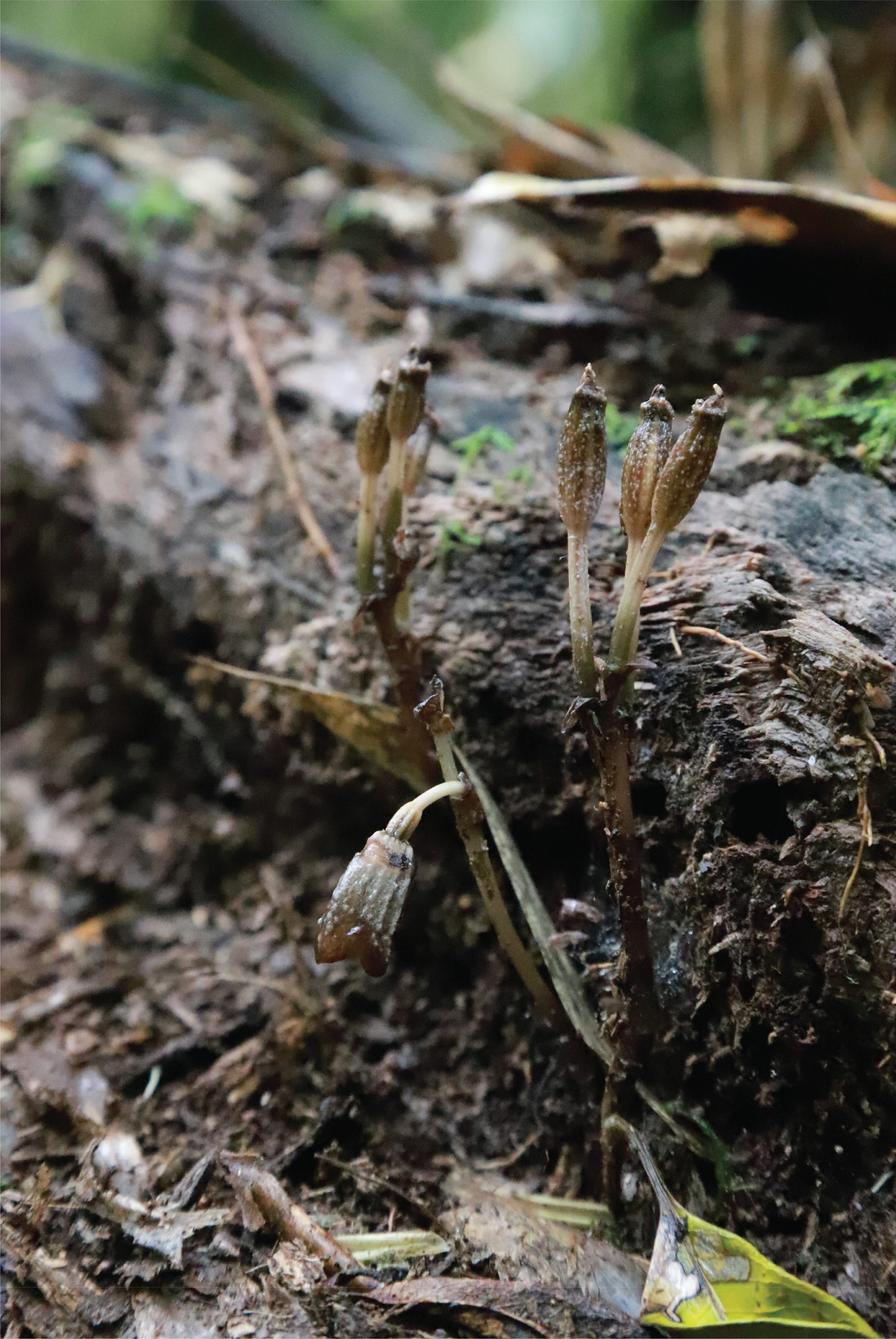 The orchid's not-especially-elegant elongating pedicel and fruit, photographed in 2019.
