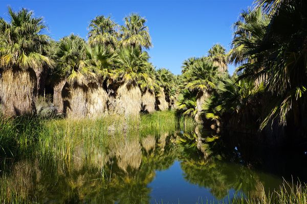 Palms flourish around McCallum Pond.