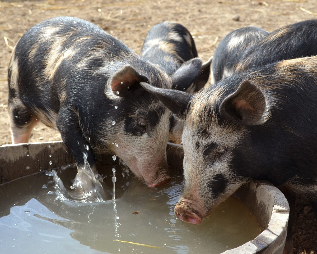 Ossabaw piglets drinking.