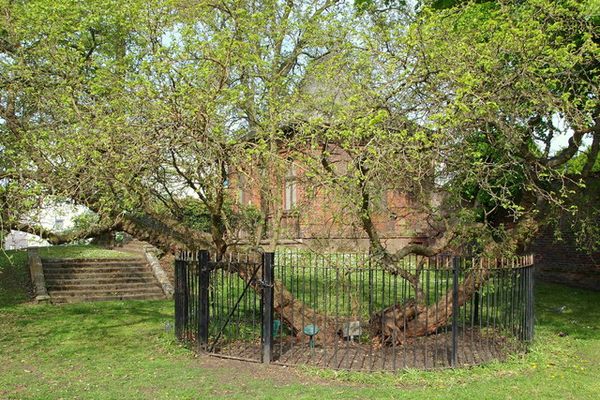 The mulberry tree.