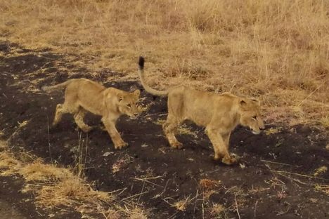 Nairobi National Park