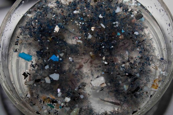 Ocean sample indicating parts of plastic to parts of zooplankton, collected by Algalita Marine Research Foundation 