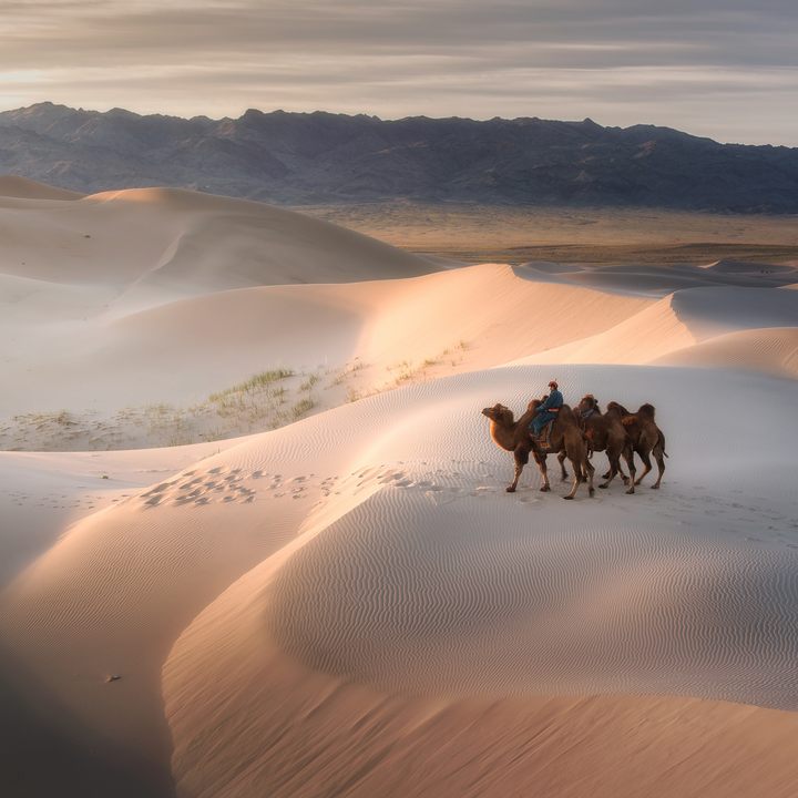 Local camel herder.