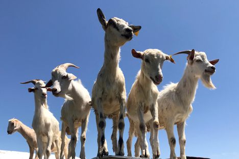 When the goats aren't eating grass, they enjoy scoping their surroundings from higher ground.