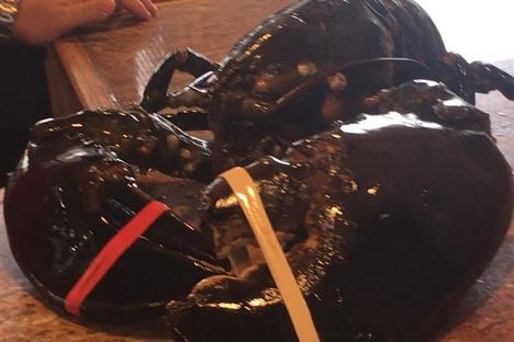 Louie the Lobster was a big boy.