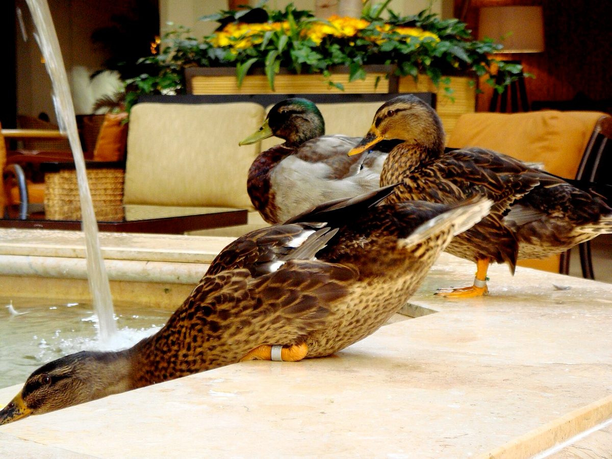 The Peabody ducks get ready to make a splash in the hotel's lobby fountain.