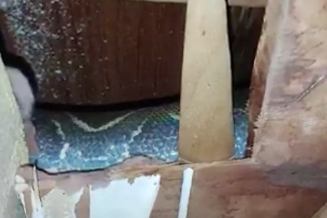 Found: A 6-Foot Boa in This Guy's Attic