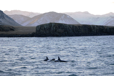 Vendetta/Mousa and Attack/Summer swimming off the coast of West Iceland, with baby Tide between them.