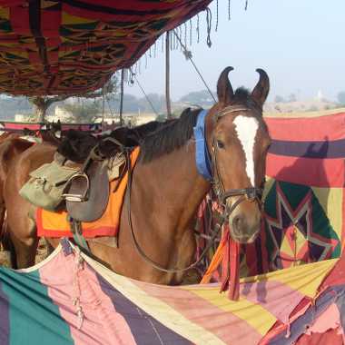 Marwari horse.