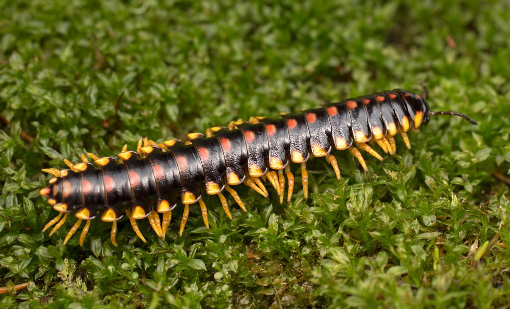 <em>Appalachioria separanda calcaria</em> is from the Appalachians, a hotspot of millepede diversity.