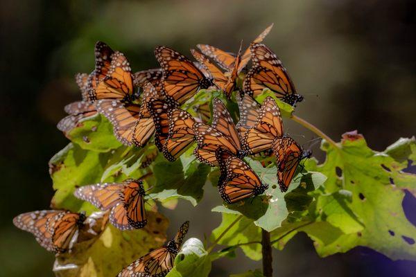 Monarchs in Michoacán