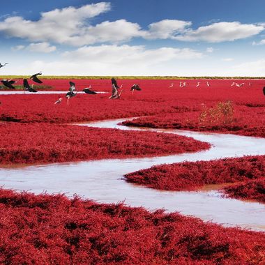 Red Seabeach 