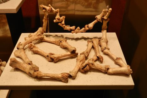 Four Practical Posthumous Uses for Human Bones