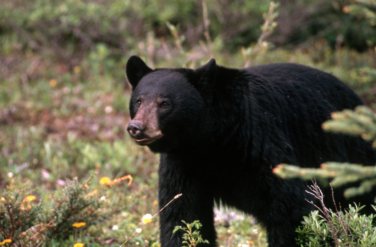 As many as 250 black bears call the Menominee Reservation's forest home.