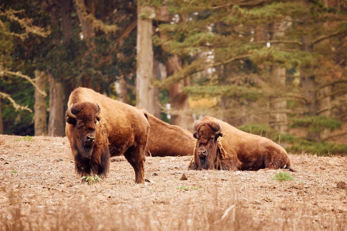 Bison relaxing in the park, like good Americans. 