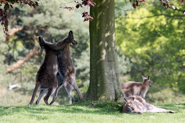A pair of male wallaby seen boxing while their companions doze nearby.
