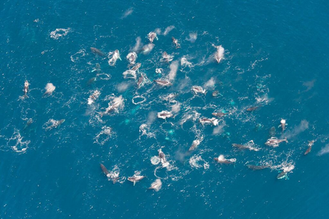 A humpback supergroup off the west coast of South Africa.