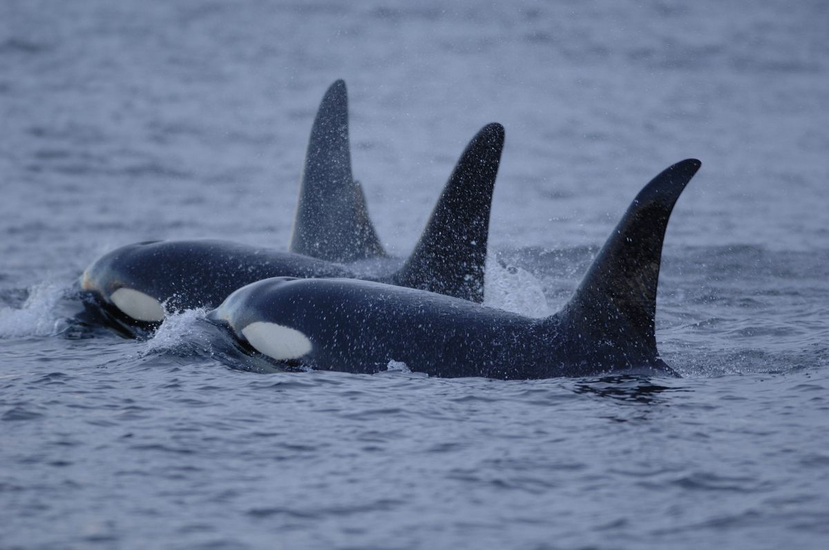 Pods of transient killer whales move up and down the Pacific coast, following the prey their particular population hunts, from seals to gray whales.