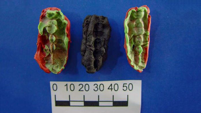 9,500-year-old chewed-up birch bark contains the DNA of ancient Scandinavian hunter-gatherers.